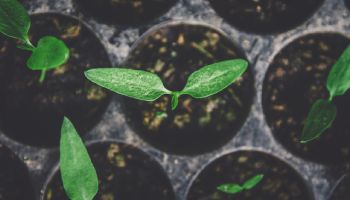 Grow Things Anywhere